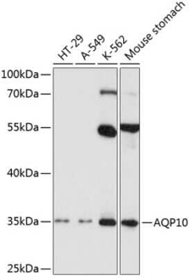 Western Blot: Aquaporin-10 Antibody [NBP2-92417] - Analysis of extracts of various cell lines, using Aquaporin-10 at 1:1000 dilution.Secondary antibody: HRP Goat Anti-Rabbit IgG (H+L) at 1:10000 dilution.Lysates/proteins: 25ug per lane.Blocking buffer: 3% nonfat dry milk in TBST.Detection: ECL Basic Kit .Exposure time: 90s.