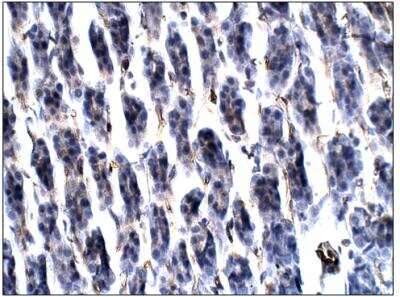 Immunohistochemistry-Paraffin: Aquaporin-11 Antibody [NBP3-12234] - Aquaporin 11. 1:50 dilution in IHC blocking buffer. DAB (brown) staining and Hematoxylin QS (blue) counterstain. 40X magnification. FFPE section. 