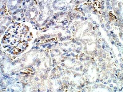 Immunohistochemistry-Paraffin Aquaporin-12A Antibody