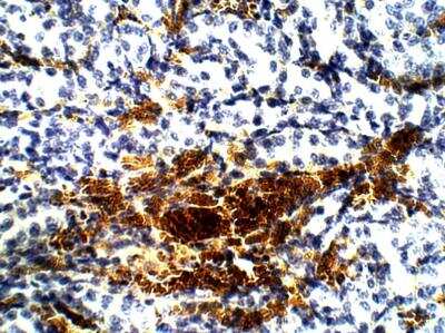 Immunohistochemistry-Paraffin Aquaporin-12A Antibody