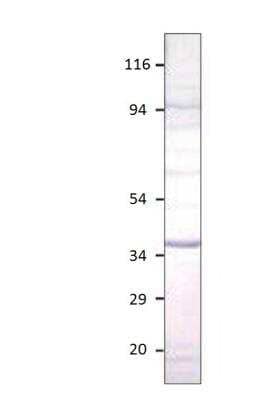 Western Blot Aquaporin-12A Antibody