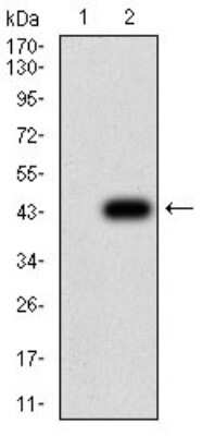 Western Blot: Aquaporin-2 Antibody (7H8B5) [NBP2-61668] - Analysis using AQP2 mAb against HEK293 (1) and AQP2 (AA: 149-271)-hIgGFc transfected HEK293 (2) cell lysate.