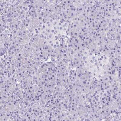 Immunohistochemistry-Paraffin: Aquaporin-6 Antibody [NBP1-90119] - Staining of human pancreas shows no positivity in exocrine glandular cells as expected.