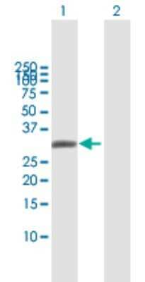 Western Blot: Aquaporin-7 Antibody [H00000364-B01P] - Analysis of AQP7 expression in transfected 293T cell line by AQP7 polyclonal antibody.  Lane 1: AQP7 transfected lysate(37.62 KDa). Lane 2: Non-transfected lysate.