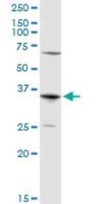 Western Blot: Aquaporin-7 Antibody [H00000364-D01P] - Analysis of AQP7 expression in Jurkat.