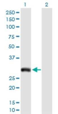 Western Blot: Aquaporin-7 Antibody [H00000364-D01P] - Analysis of AQP7 expression in transfected 293T cell line by AQP7 polyclonal antibody.Lane 1: AQP7 transfected lysate(37.20 KDa).Lane 2: Non-transfected lysate.