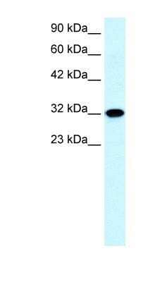 Western Blot: Aquaporin-7 Antibody [NBP1-54384] - Human Heart lysate, concentration 0.2-1 ug/ml.