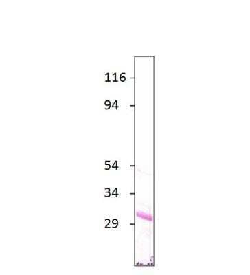 Western Blot: Aquaporin-7 Antibody [NBP3-12434] - Antibody dilution 1:500 in DiluObuffer. Apparent MW is 31 KDa.