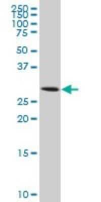 Western Blot: Aquaporin-8 Antibody (1F8) [H00000343-M03] - Analysis of AQP8 expression in IMR-32 (Cat # L008V1).