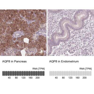 <b>Orthogonal Strategies Validation. </b>Immunohistochemistry-Paraffin: Aquaporin-8 Antibody [NBP1-91676] - Staining in human pancreas and endometrium tissues using anti-AQP8 antibody. Corresponding AQP8 RNA-seq data are presented for the same tissues.