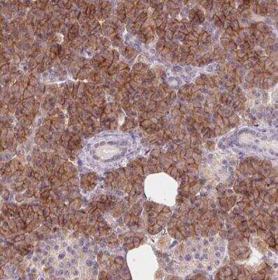 Immunohistochemistry-Paraffin: Aquaporin-8 Antibody [NBP1-91676] - Staining of human pancreas shows high expression. 