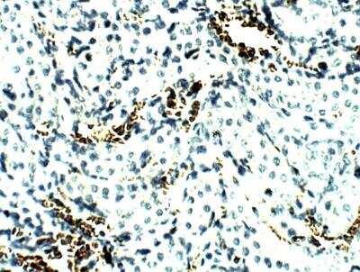 Immunohistochemistry-Paraffin Aquaporin-8 Antibody