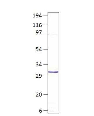 Aquaporin-8 Antibody [NBP3-12287] - 1:500 dilution DiluObuffer.