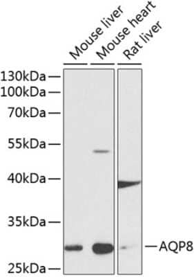 Western Blot Aquaporin-8 Antibody - BSA Free