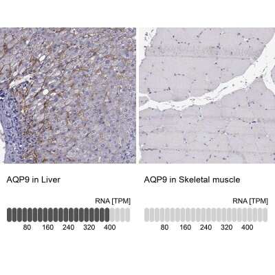 Immunohistochemistry-Paraffin: Aquaporin-9 Antibody [NBP2-62691] - Analysis in human liver and skeletal muscle tissues using Anti-AQP9 antibody. Corresponding AQP9 RNA-seq data are presented for the same tissues.