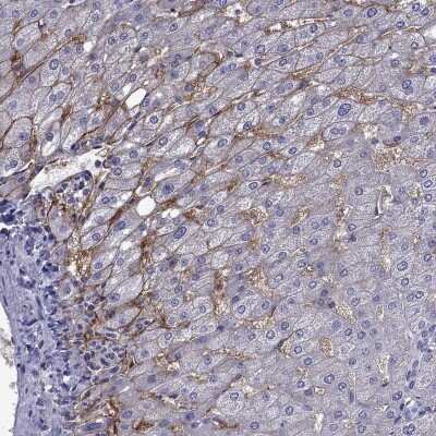 <b>Orthogonal Strategies Validation. </b>Immunohistochemistry-Paraffin: Aquaporin-9 Antibody [NBP2-62691] - Staining of human liver shows high expression.