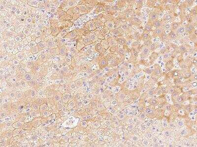 Immunohistochemistry-Paraffin: Aquaporin-9 Antibody [NBP2-99492] - Immunochemical staining of human Aquaporin-9 in human liver with rabbit polyclonal antibody at 1:500 dilution, formalin-fixed paraffin embedded sections.