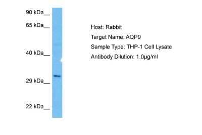 Western Blot: Aquaporin-9 Antibody [NBP2-84446] - Host: Rabbit. Target Name: AQP9. Sample Tissue: Human THP-1 Whole Cell lysates. Antibody Dilution: 1ug/ml
