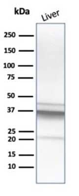Western Blot: Arginase 1/ARG1/liver Arginase Antibody (ARG1/1125) - Azide and BSA Free [NBP2-47998] - Western Blot Analysis of human liver tissue lysate using Arginase 1/ARG1/liver Arginase antibody (ARG1/1125).