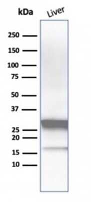 Western Blot: Arginase 1/ARG1/liver Arginase Antibody (ARG1/1126) - Azide and BSA Free [NBP2-47999] - Western Blot Analysis of Liver tissue lysate using Arginase 1/ARG1/liver Arginase antibody (ARG1/1126).