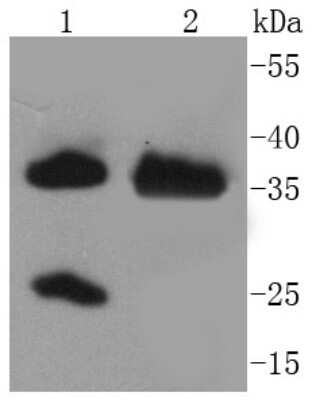Western Blot: Arginase 1/ARG1/liver Arginase Antibody (SY09-06) [NBP2-67397] - Analysis of ARG1 on different lysates using anti-ARG1 antibody at 1/1,000 dilution. Positive control: Lane 1: Rat liver Lane 2: Human liver