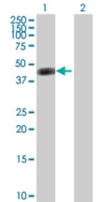 Western Blot: Argininosuccinate Lyase Antibody [H00000435-D01P] - Analysis of ASL expression in transfected 293T cell line by ASL polyclonal antibody.Lane 1: ASL transfected lysate(51.70 KDa).Lane 2: Non-transfected lysate.