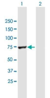 Western Blot: Arginyl tRNA synthetase Antibody [H00005917-B01P] - Analysis of RARS expression in transfected 293T cell line by RARS polyclonal antibody.  Lane1:RARS transfected lysate(72.6 KDa). Lane2:Non-transfected lysate.