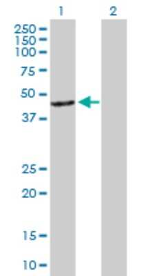 Western Blot: Arrestin 3 Antibody [H00000407-B01P] - Analysis of ARR3 expression in transfected 293T cell line by ARR3 polyclonal antibody.  Lane 1: ARR3 transfected lysate(39.49 KDa). Lane 2: Non-transfected lysate.