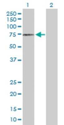 Western Blot: Artemis Antibody [H00064421-D01P] - Analysis of DCLRE1C expression in transfected 293T cell line by DCLRE1C polyclonal antibody.Lane 1: DCLRE1C transfected lysate(50.00 KDa).Lane 2: Non-transfected lysate.