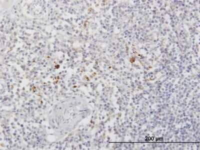 Immunohistochemistry-Paraffin: Arylsulfatase A/ARSA Antibody [H00000410-B01P] - Analysis of purified antibody to ARSA on formalin-fixed paraffin-embedded human lymph node. (antibody concentration 3 ug/ml)