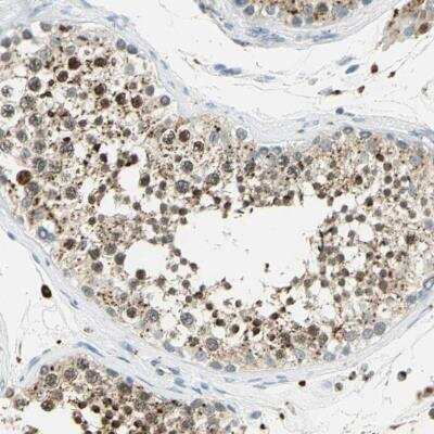 Immunohistochemistry-Paraffin: Arylsulfatase A/ARSA Antibody [NBP1-86135] - Staining of human testis shows strong granular cytoplasmic posiitivity in cells in seminiferous ducts.