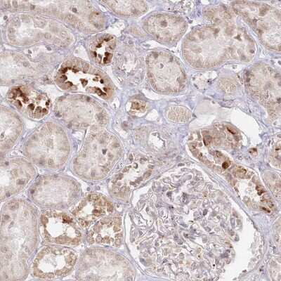 Immunohistochemistry-Paraffin: Arylsulfatase B/ARSB Antibody [NBP1-85879] - Staining of human kidney shows high expression.