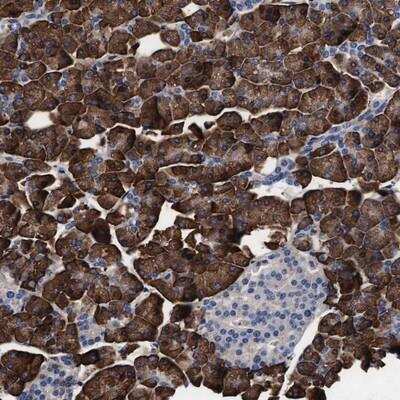 Immunohistochemistry-Paraffin: Arylsulfatase G/ARSG Antibody [NBP1-82947] - Staining of human pancreas shows strong cytoplasmic positivity in exocrine glandular cells.