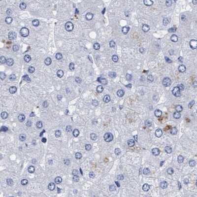 Immunohistochemistry-Paraffin: Arylsulfatase G/ARSG Antibody [NBP1-82947] - Staining of human liver.