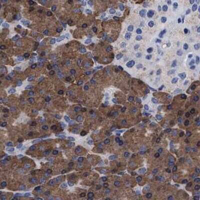 Immunohistochemistry-Paraffin: Arylsulfatase G/ARSG Antibody [NBP1-82947] - Staining of human pancreas.