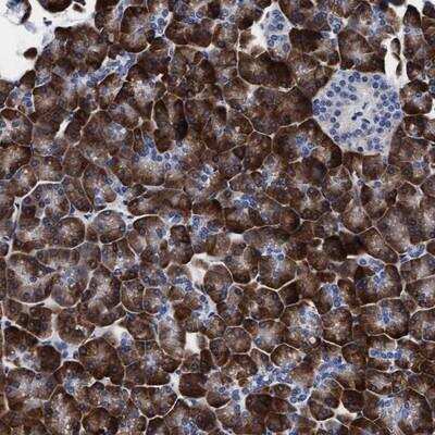 Immunohistochemistry-Paraffin: Arylsulfatase G/ARSG Antibody [NBP1-82948] - Staining of human pancreas shows strong cytoplasmic positivity in exocrine glandular cells while islets and intercalated ducts were negative.