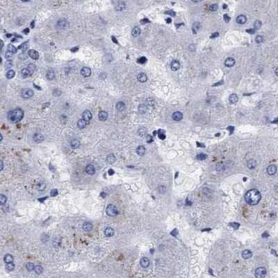Immunohistochemistry-Paraffin: Arylsulfatase G/ARSG Antibody [NBP1-82948] - Staining of human liver.
