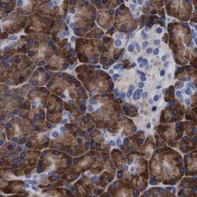 Immunohistochemistry-Paraffin: Arylsulfatase G/ARSG Antibody [NBP1-82948] - Staining of human pancreas.