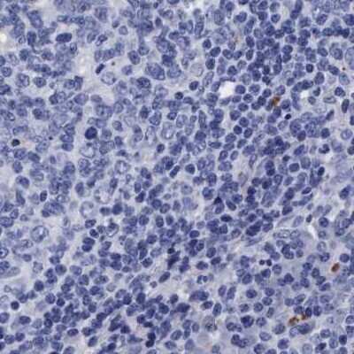 Immunohistochemistry-Paraffin: Arylsulfatase G/ARSG Antibody [NBP1-82948] - Staining of human lymph node.