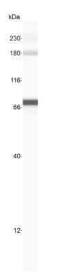 Simple Western: Asialofetuin Antibody [NB100-62357] - Simple Western lane view shows a specific band for Asialofetuin of fetal Bovine serum. This experiment was performed under reducing conditions using the 12-230 kDa separation system.