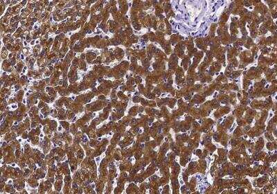 Immunohistochemistry-Paraffin: Asialoglycoprotein Receptor 2 Antibody (002) [NBP3-06211] -  Staining of human ASGR2 in human liver with rabbit monoclonal antibody (1:200).