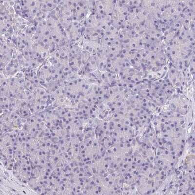 Immunohistochemistry-Paraffin: Asialoglycoprotein Receptor 2 Antibody [NBP1-85578] - Staining of human pancreas shows low expression as expected.