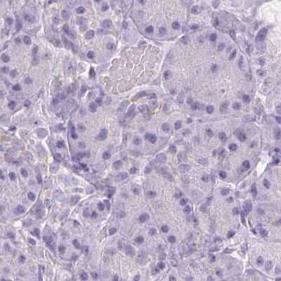 Immunohistochemistry-Paraffin: Asialoglycoprotein Receptor 2 Antibody [NBP1-85578] - Staining of human pancreas using Anti-ASGR2 antibody NBP1-85578.