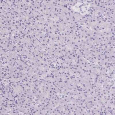 Immunohistochemistry-Paraffin: Asialoglycoprotein Receptor 2 Antibody [NBP1-85579] - Staining of human pancreas shows low expression as expected.