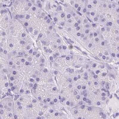 Immunohistochemistry-Paraffin: Asialoglycoprotein Receptor 2 Antibody [NBP1-85579] - Staining of human pancreas using Anti-ASGR2 antibody NBP1-85579.