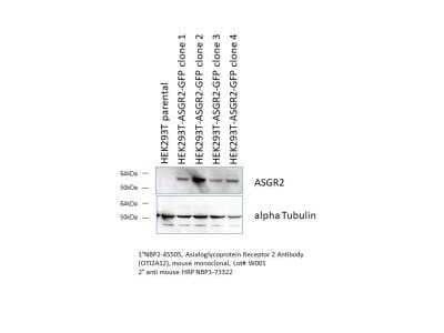 Western Blot: Asialoglycoprotein Receptor 2 Antibody (OTI2A12) - Azide and BSA Free [NBP2-70212] - Human ASGR2 over-expressing cells. Western blot image submitted by a verified customer review.