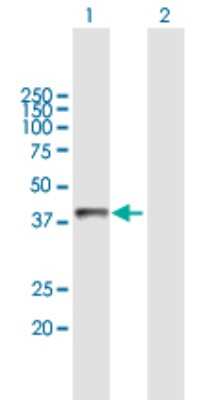 Western Blot: Asialoglycoprotein Receptor 2 Antibody [H00000433-B01P] - Analysis of ASGR2 expression in transfected 293T cell line by ASGR2 polyclonal antibody.  Lane 1: ASGR2 transfected lysate(31.68 KDa). Lane 2: Non-transfected lysate.