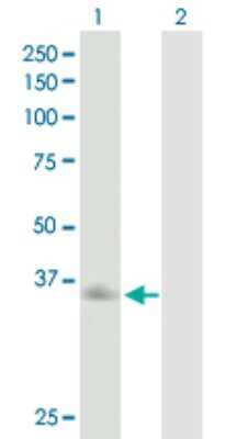 Western Blot: Asialoglycoprotein Receptor 2 Antibody [H00000433-B02P] - Analysis of ASGR2 expression in transfected 293T cell line by ASGR2 polyclonal antibody.  Lane 1: ASGR2 transfected lysate(32.60 KDa). Lane 2: Non-transfected lysate.