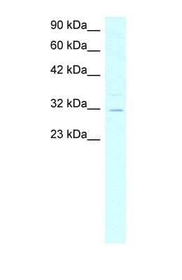 Western Blot: Asialoglycoprotein Receptor 2 Antibody [NBP1-54888] - HepG2 cell lysate. Antibody at 4.0 ug/mL.