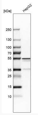 Western Blot: Asialoglycoprotein Receptor 2 Antibody [NBP1-85578] - Analysis in human cell line HepG2.